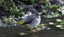 Grey Wagtail